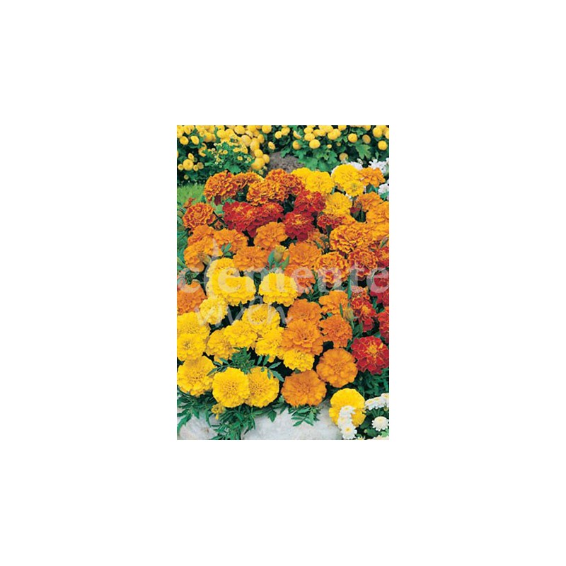 Semillas de Tagetes Enano Variado por 2€ en Laraflor