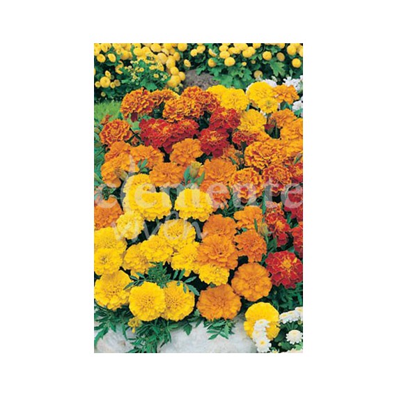 Semillas de Tagetes Enano Variado por 2€ en Laraflor