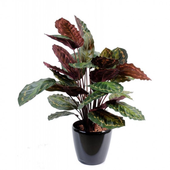 Planta Calathea M-19 por 31,90€ en Viveros Laraflor