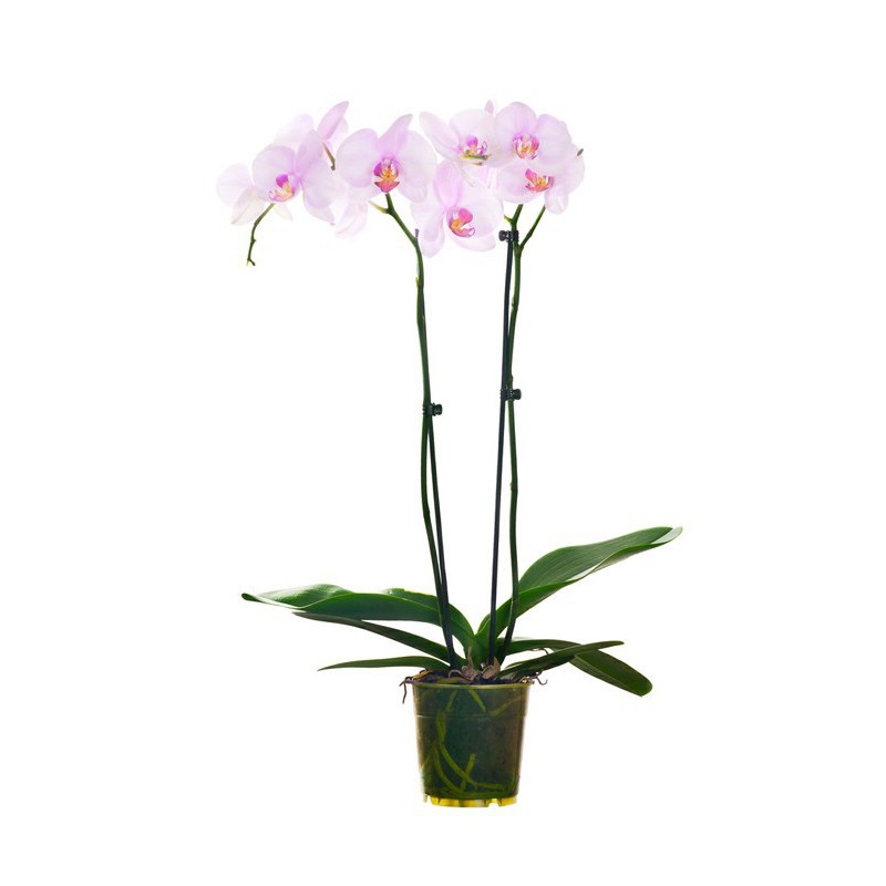 Planta Phalaenopsis Orquídea 2 varas por 19,90€ en 