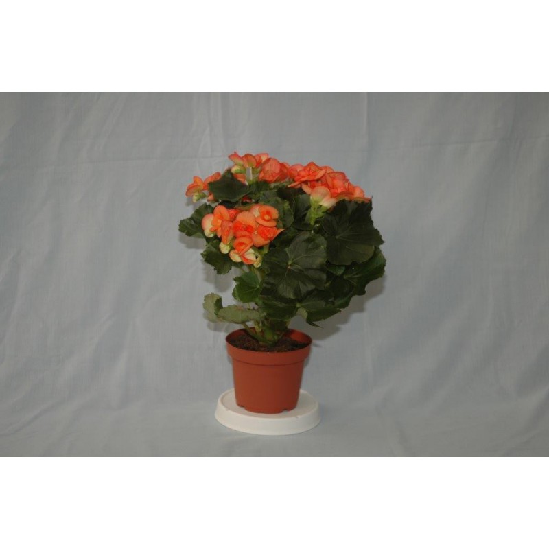 Planta Begonia Elatior M-13 por 6,50€ en Viveros Laraflor