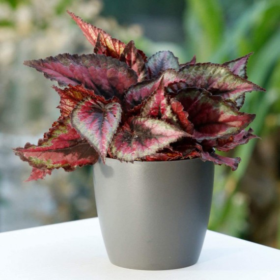 Planta Begonia Rex M-13 por € en Viveros Laraflor