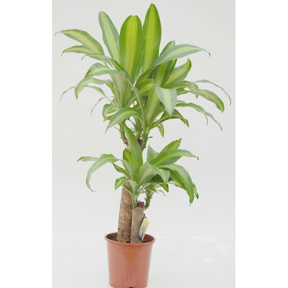 Planta Dracaena Massangeana 2 troncos por 26,90 € en Viveros Laraflor