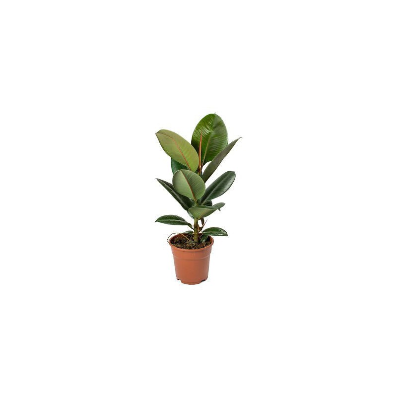 Planta Ficus robusta 1 tronco por 7,90€ en Viveros Laraflor