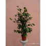 Ficus Benjamina 90 cm