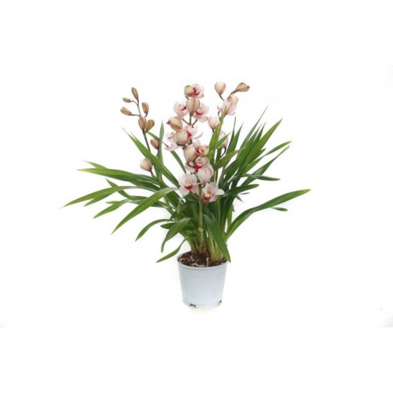 Planta Cymbidum por 29,90€ en Viveros Laraflor