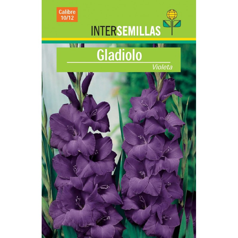 Bulbo Violeta Gladiolo por 2,90€ en Viveros Laraflor