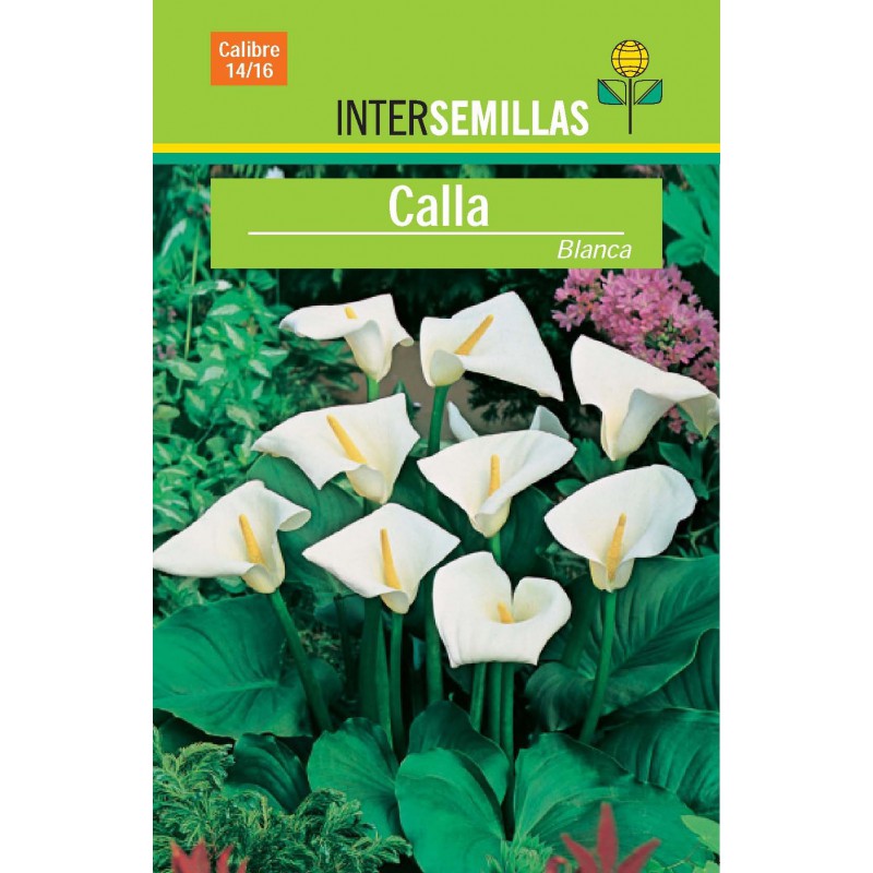 Bulbo Calla Blanca en Viveros Laraflor