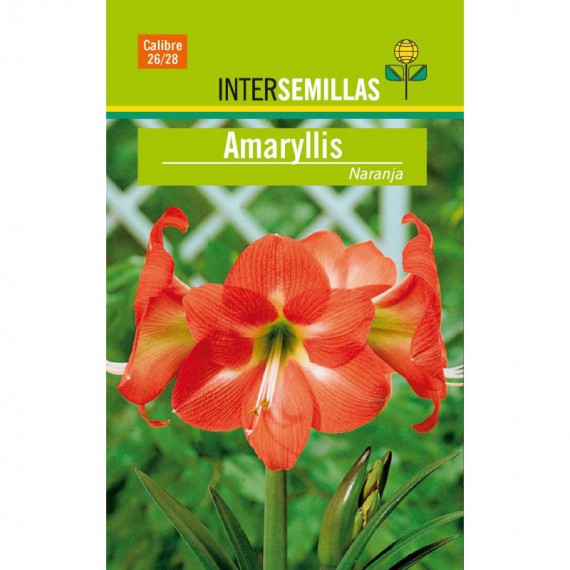 Bulbo Amaryllis Naranja en Viveros Laraflor