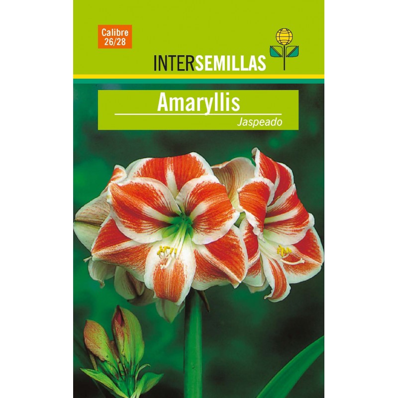 Bulbo Amaryllis Jaspeado en Viveros Laraflor