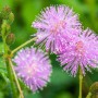 Semillas de Mimosa Púdica