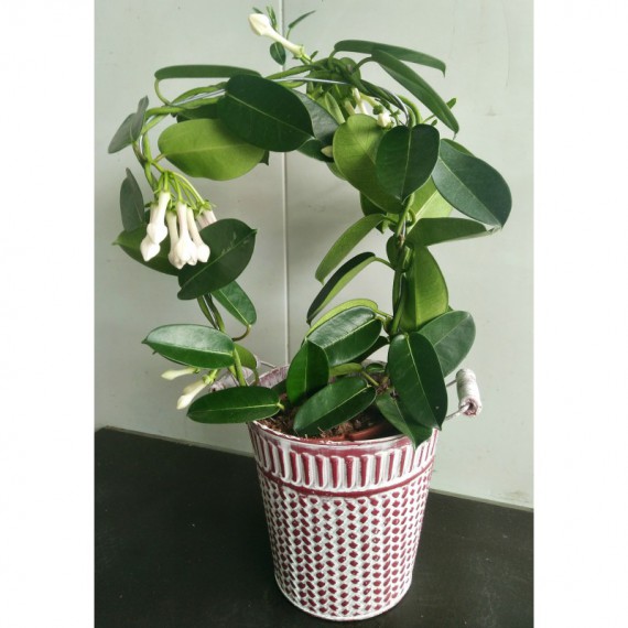 Stephanotis floribunda (Jazmín de Madagascar) por 13,90€ en Viveros  Laraflor.