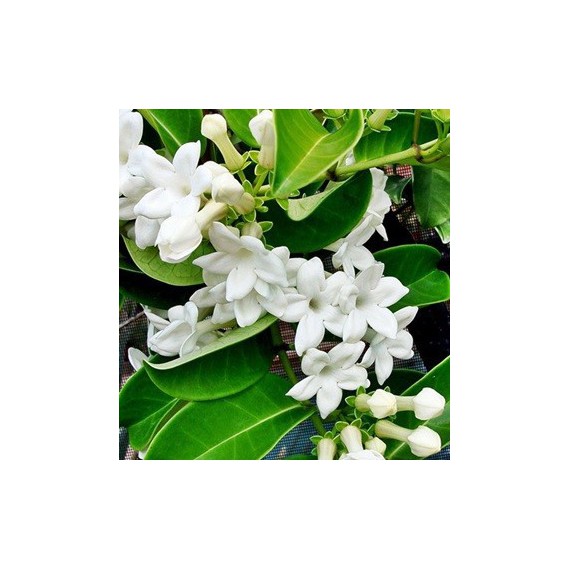 Stephanotis floribunda (Jazmín de Madagascar) por 13,90€ en Viveros  Laraflor.