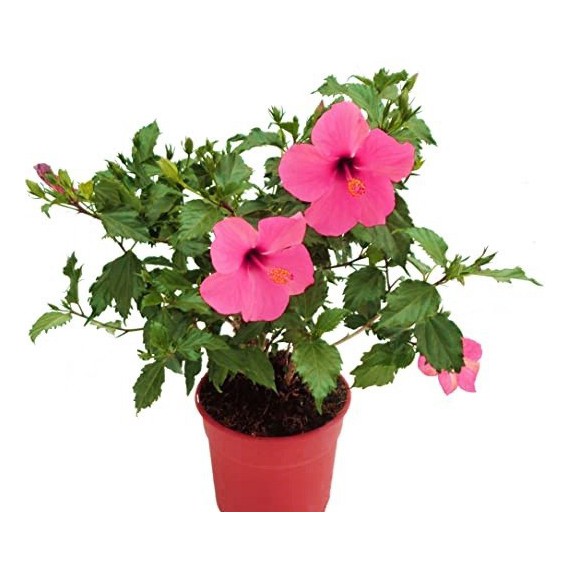 Hibiscus M-19 (Hibisco) o 