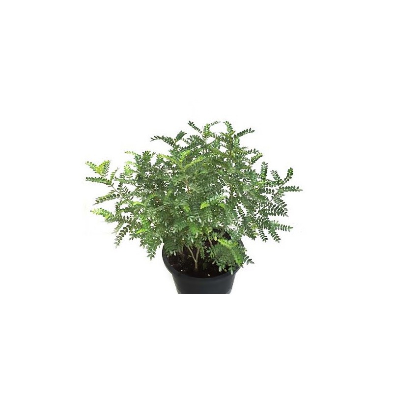 Zanthoxylum Odorum M-20 por 16.90€ en Viveros Laraflor.