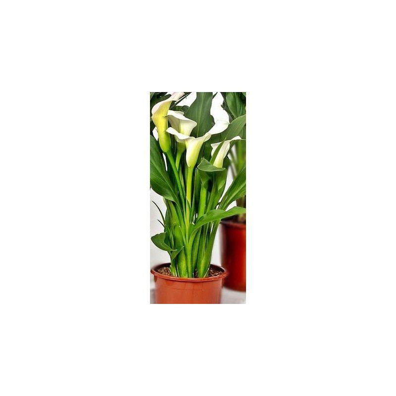 Planta Calla Blanca por  € en Viveros Laraflor